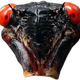 Image for article titled 'Shop Contest: Cicadas